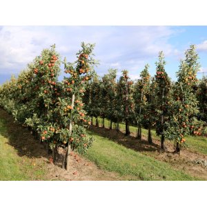 Stĺpovitá jabloň (Malus ballerina) ´WALTZ®´ - jesenná, výška 175-200 cm, kont. C70L